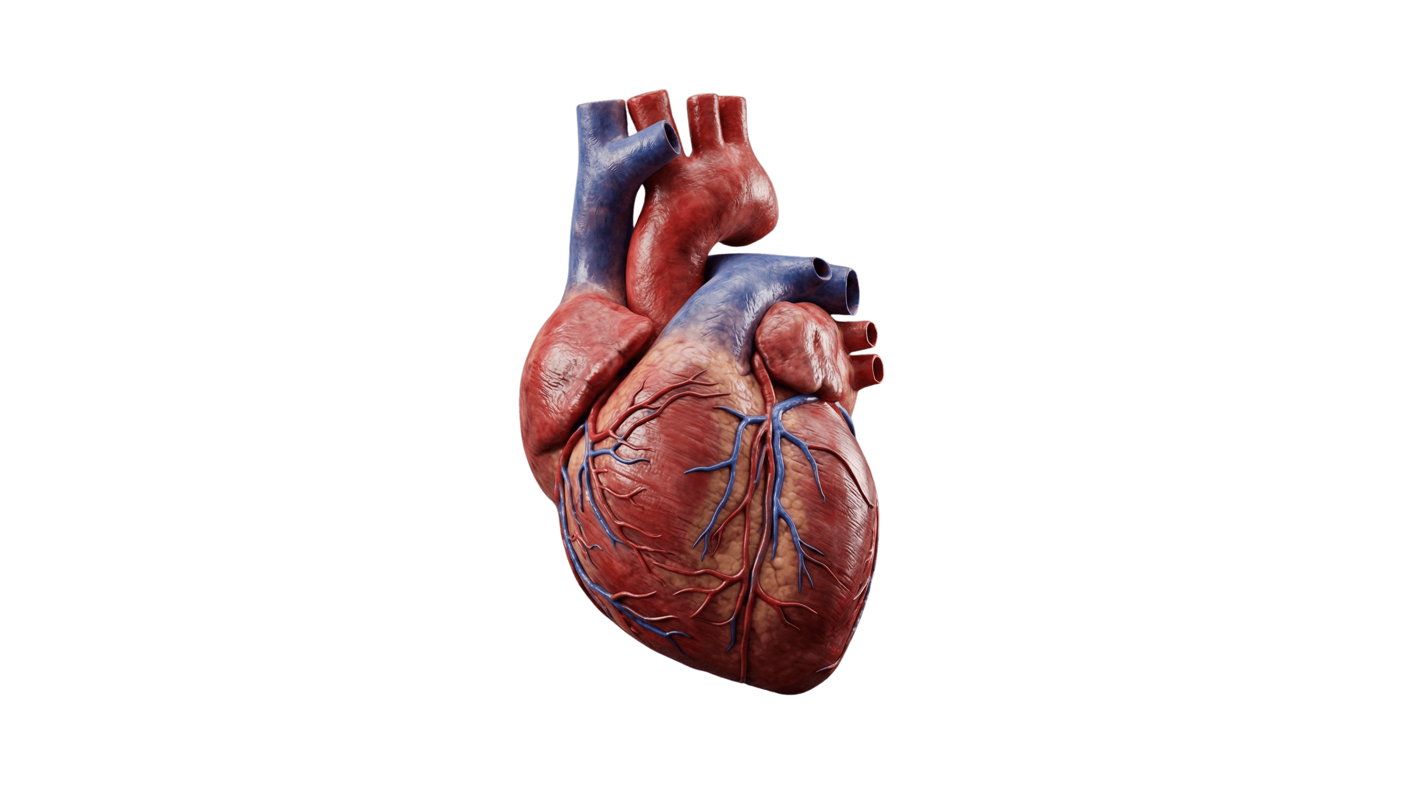 Corazon 3D interactivo